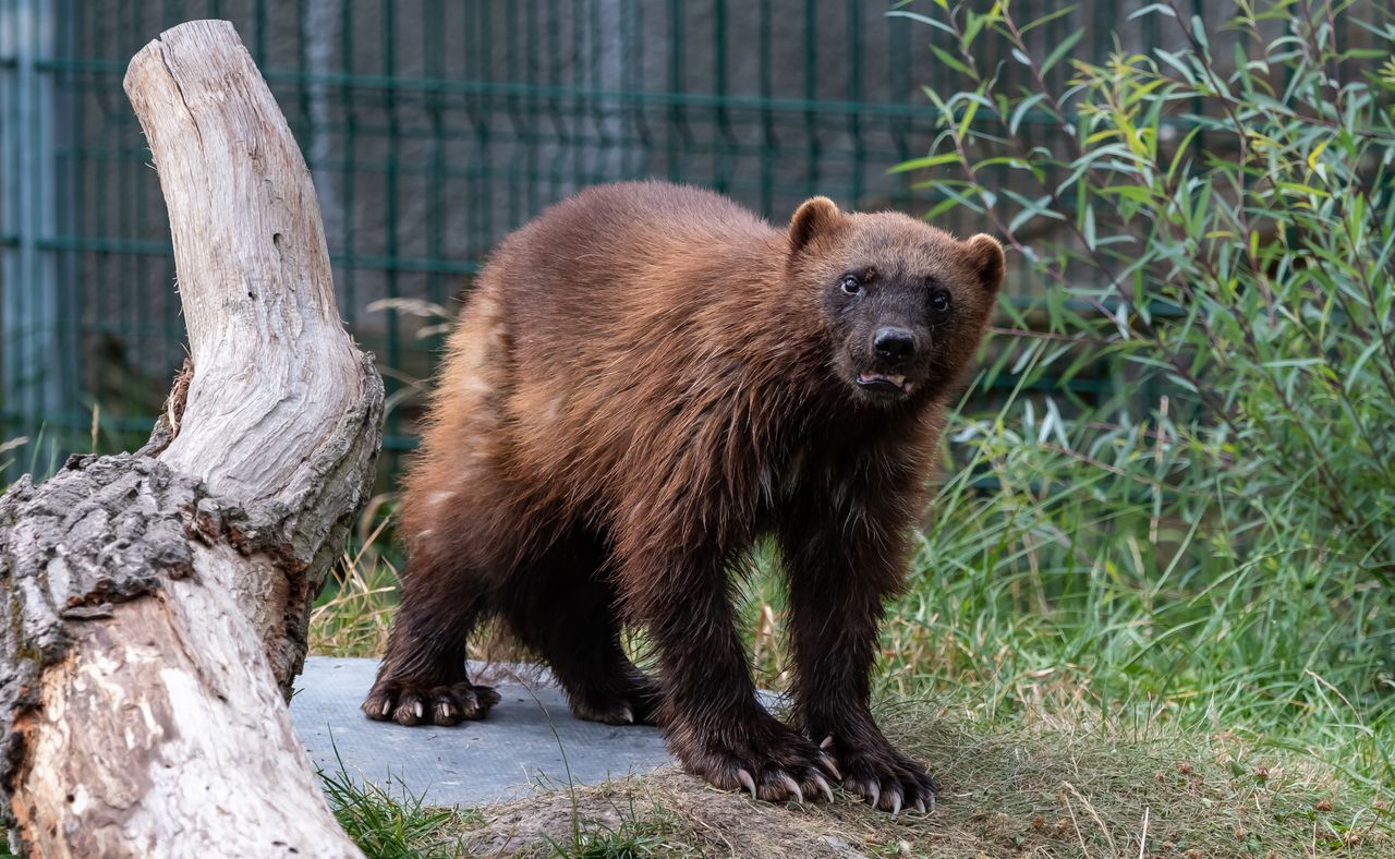 a wolverine exploring its habitat at a wildlife sanctuary surrounded b
