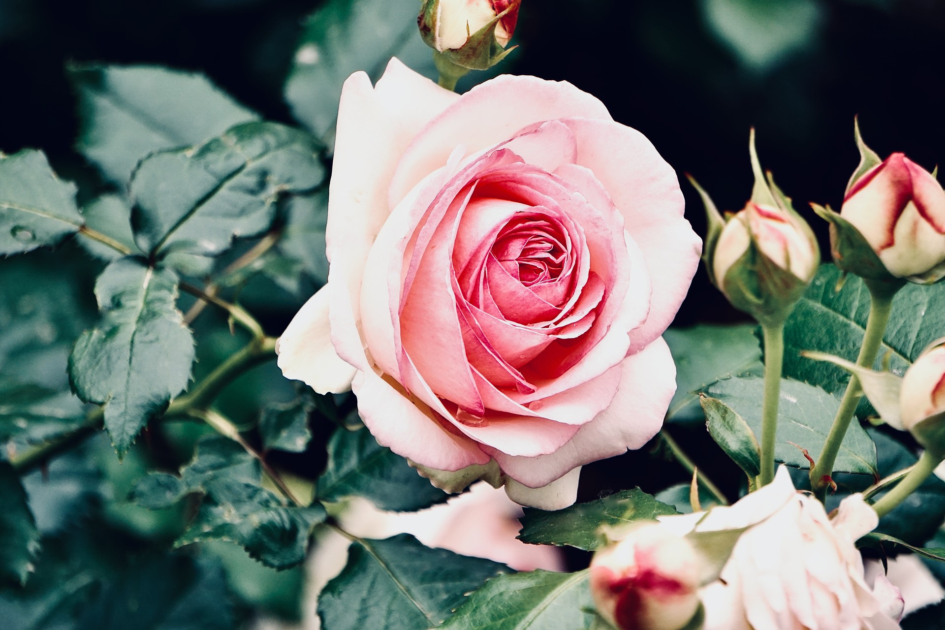 A vibrant close-up of a blooming pink rose with lush green leaves, perfect for nature enthusiasts.