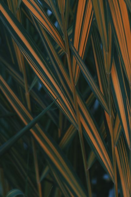 Detailed close-up view of green and orange leaves showcasing natural patterns and colors.