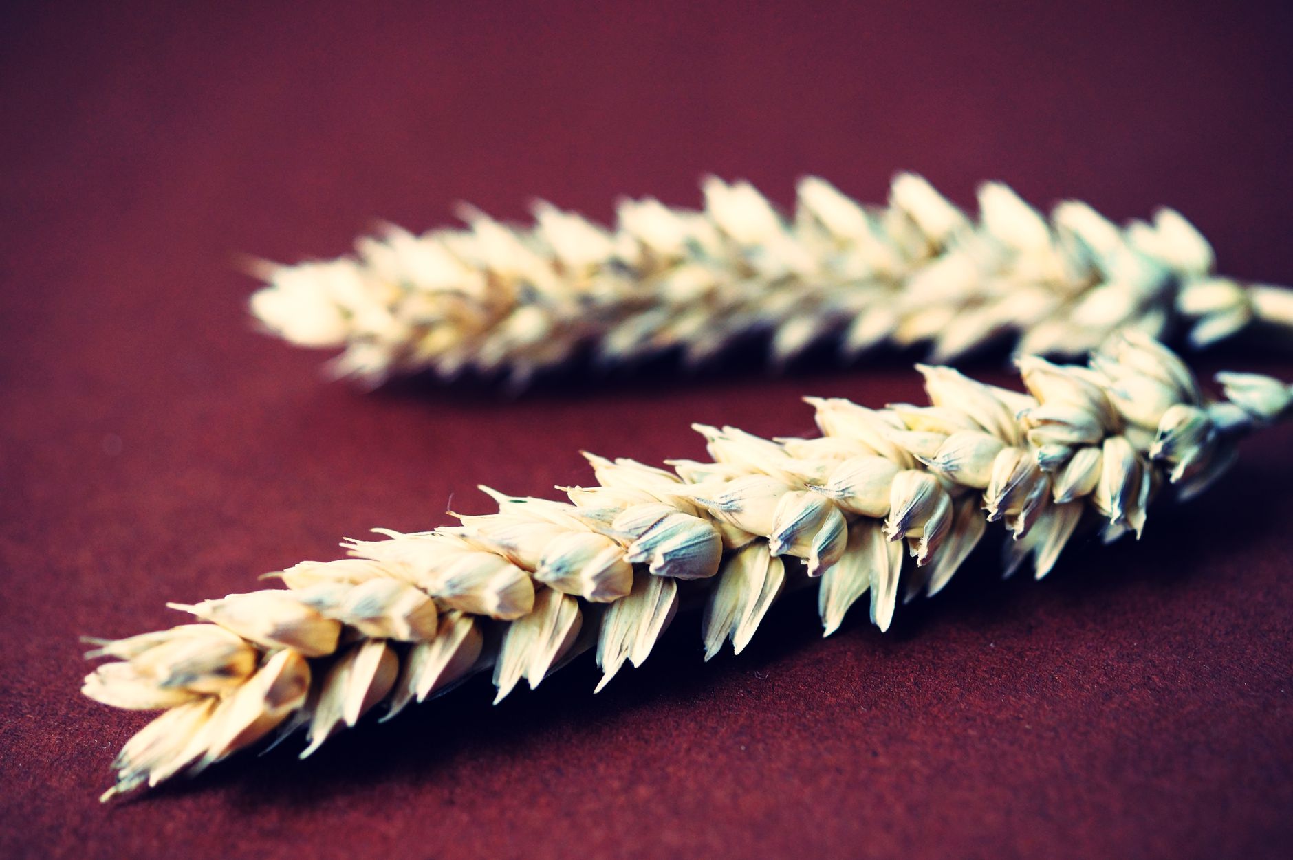 Gluten: ¿Qué es, Dónde se Encuentra y Cómo Afecta tu Salud?
