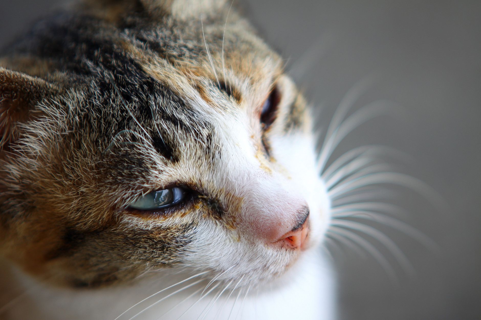Veterinarian examining a cat during a checkup