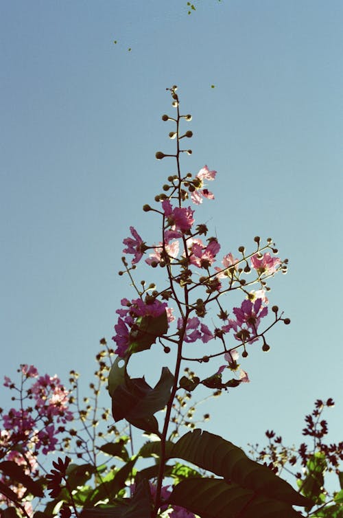 無料 バウヒニア, ピンクの花, フラワーズの無料の写真素材 写真素材