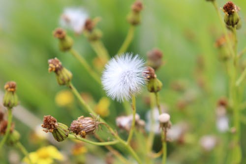 White Dandelion in Close Up Photography