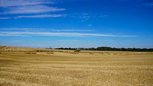 бесплатная Бесплатное стоковое фото с голубое небо, за городом, зерновые Стоковое фото
