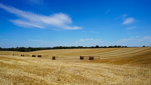 Gratis stockfoto met akkerland, blauwe lucht, grasveld