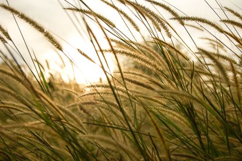 Free Serene close-up image capturing fountain grass against a warm golden sunset background. Stock Photo