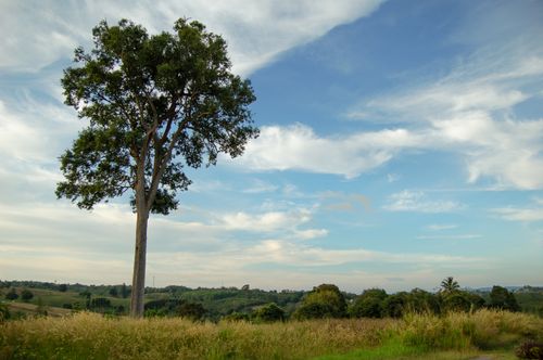 Free A tall tree stands in a lush field with a cloudy sky backdrop, epitomizing nature's beauty. Stock Photo