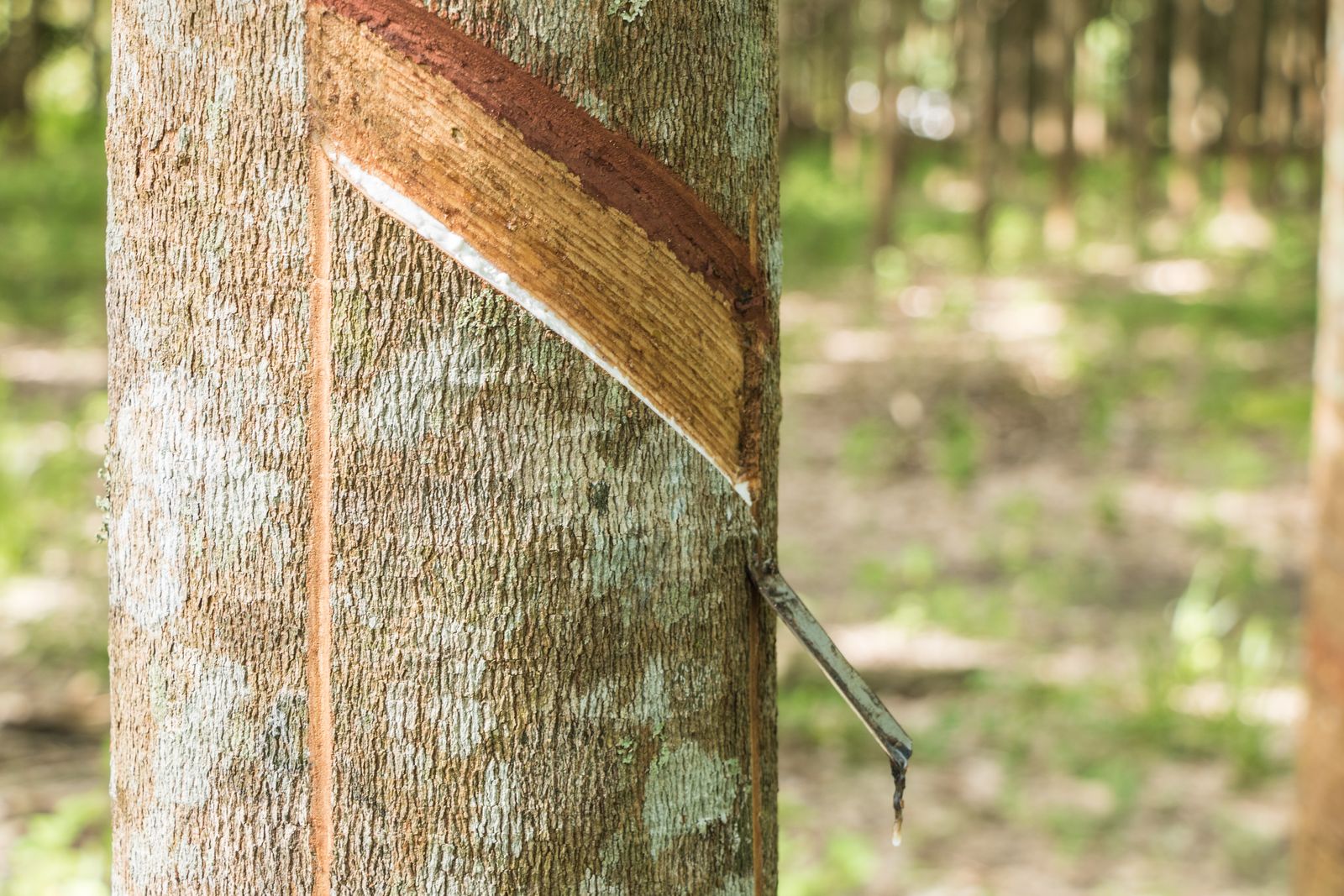Rubber tree trunk freshly tapped for latex on a plantation, Tboung Khmum province, Cambodia