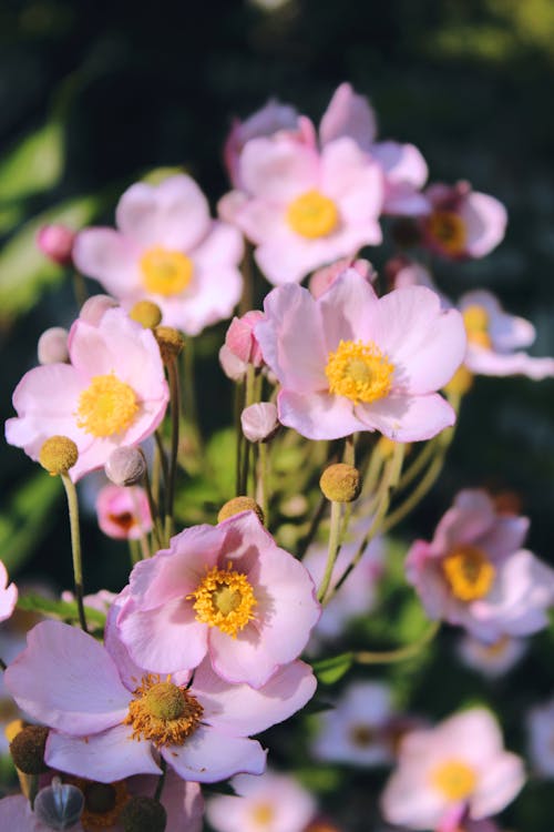 Gratis lagerfoto af blomstrende, flora, japansk anemone Lagerfoto