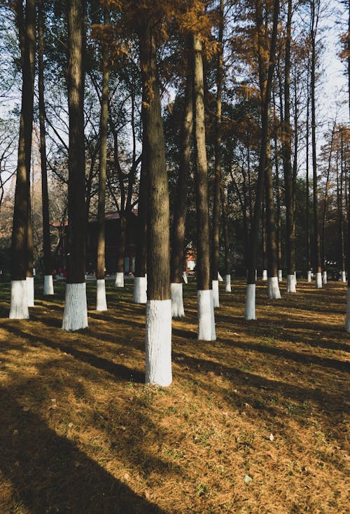 Trees in the Woods