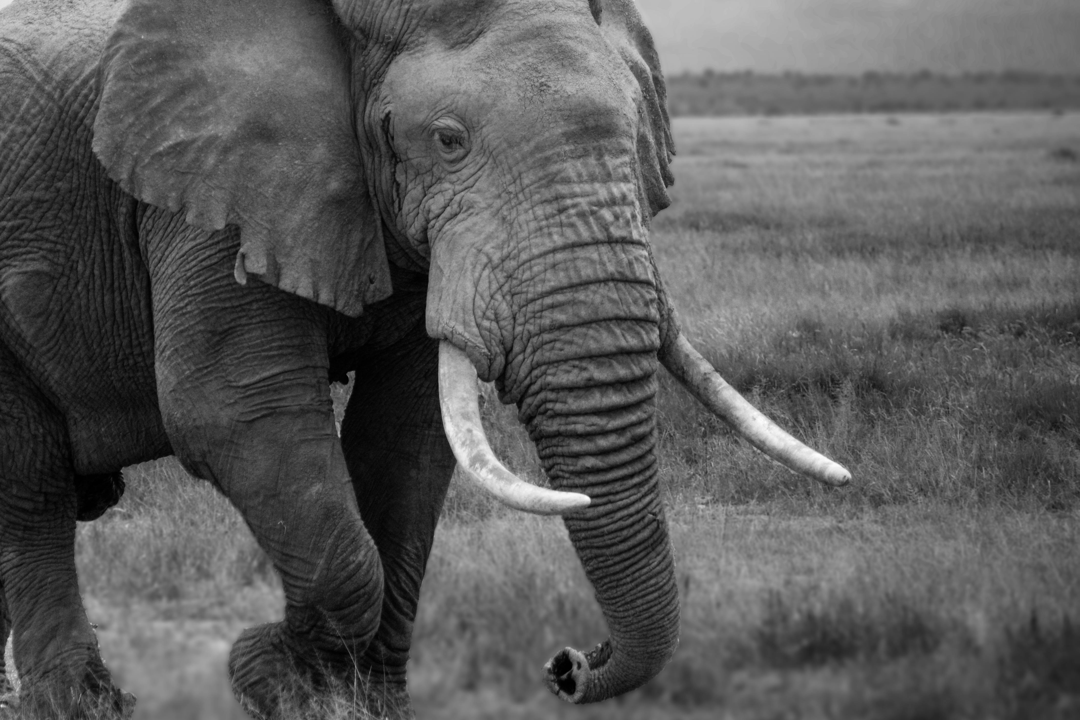 Free stock photo of african elephant, black and white, black and-white