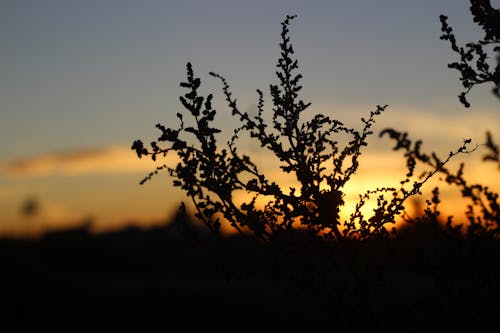 Základová fotografie zdarma na téma rostliny, západ slunce