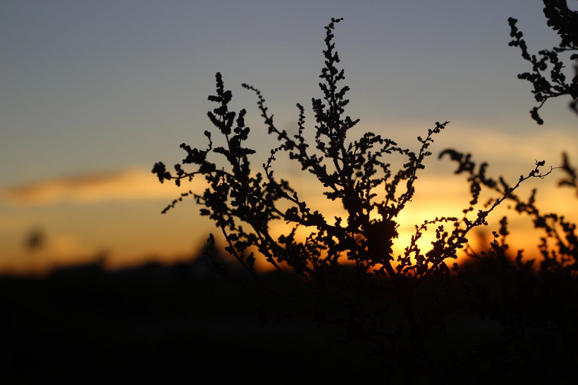 Sunset & plants