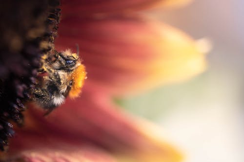 Close Up Photo of a Bee