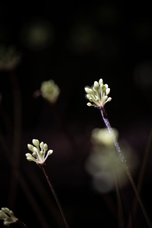 Darmowe zdjęcie z galerii z flora, fotografia kwiatowa, kwiaty