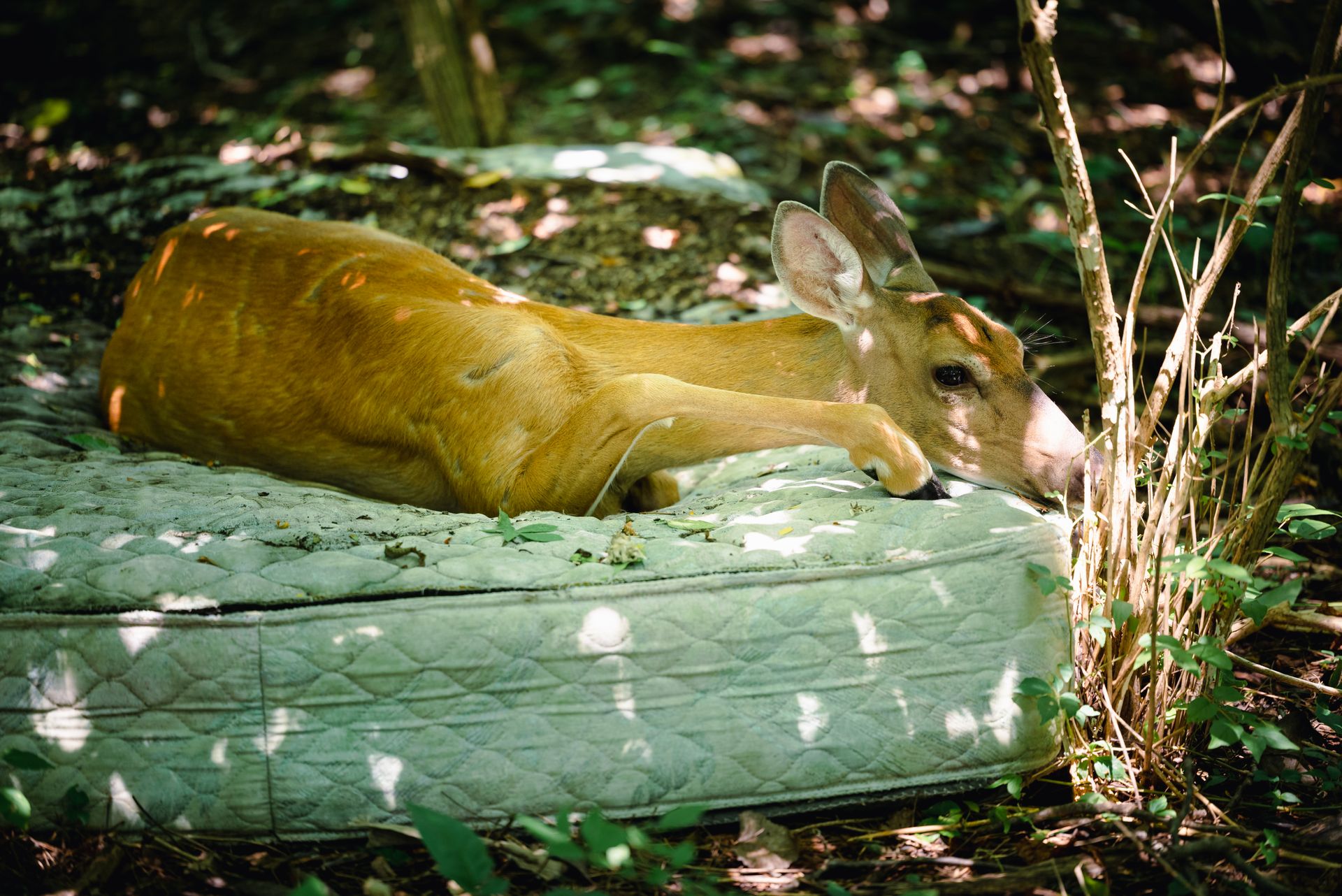 A Brown Deer Lying on White Mattress