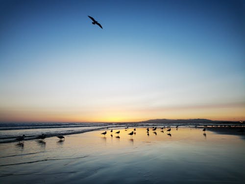 Foto profissional grátis de animais marinhos, mar, por do sol da praia