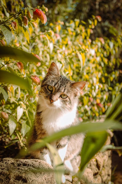 A White and Brown Tabby Cat Beside Green Plants