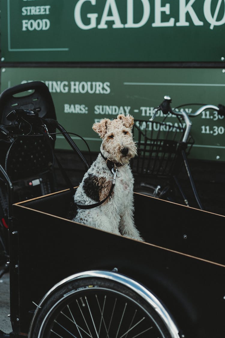 Cute Dog Sitting In Bicycle Basket