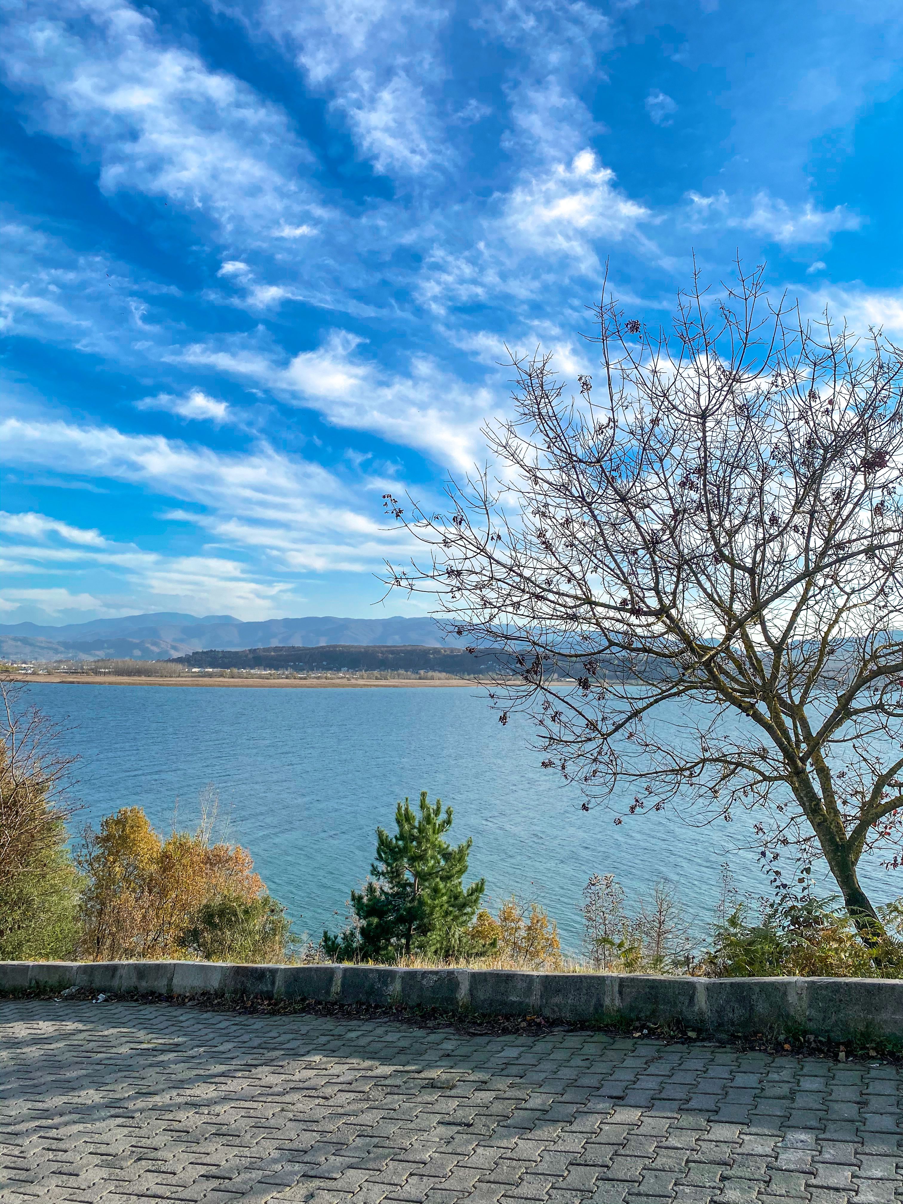Trees Beside Body of Water Under Blue Sky · Free Stock Photo