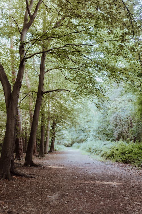 Dirt Road between Green Trees in the Forest