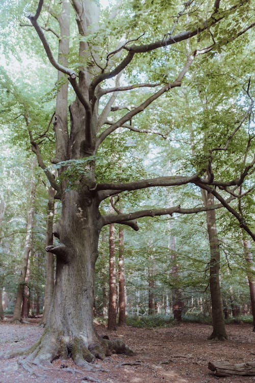 Fotos de stock gratuitas de arboles, bosque, fotografía de naturaleza