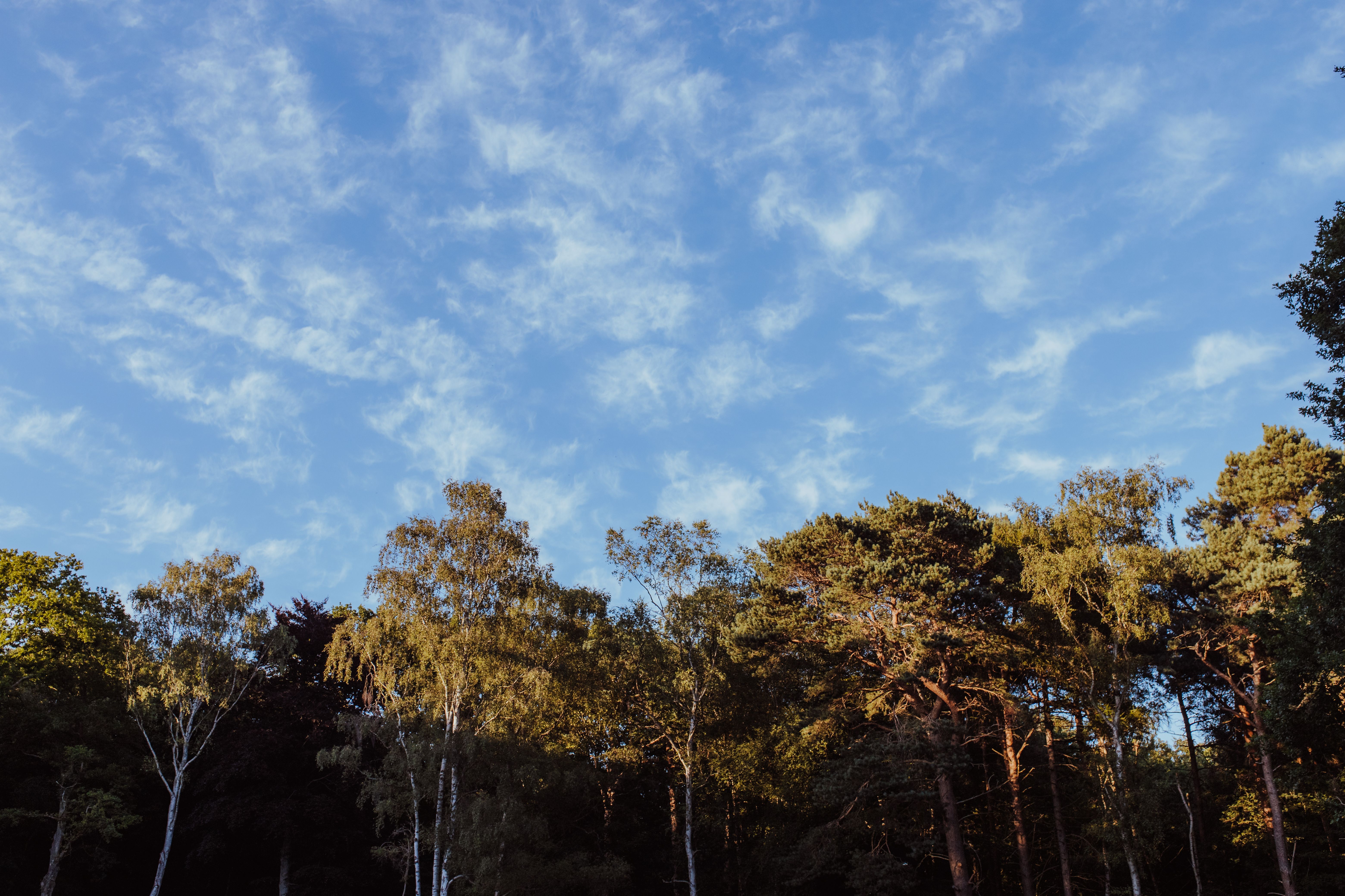 Trees Under the Blue Sky · Free Stock Photo