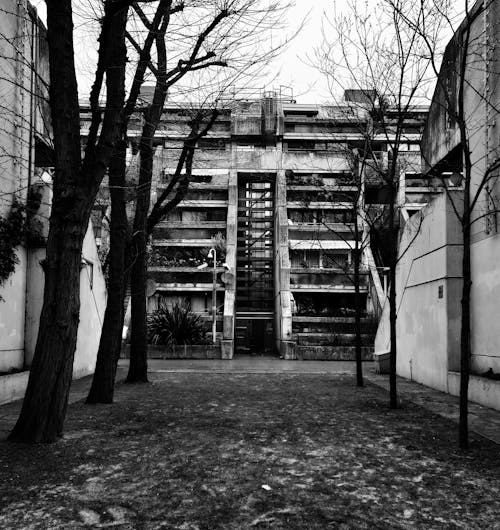 Grayscale Photo of Leafless Trees outside Buildings