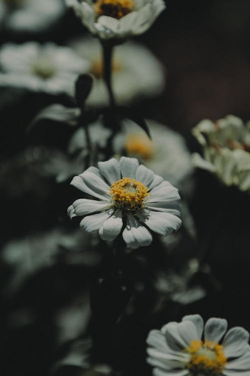 免费 白色雏菊的特写照片 素材图片