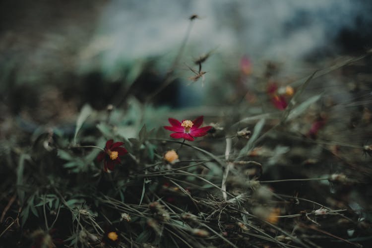 Shallow Focus Photography Of Maroon Petal Flower