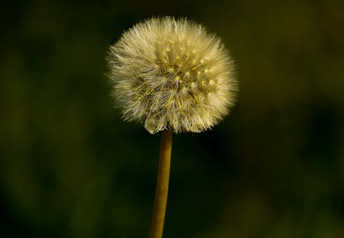 Základová fotografie zdarma na téma detail, květinová fotografie, kytka