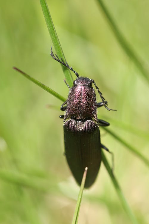 Δωρεάν στοκ φωτογραφιών με beetle, macro shot, αγριότες Φωτογραφία από στοκ φωτογραφιών