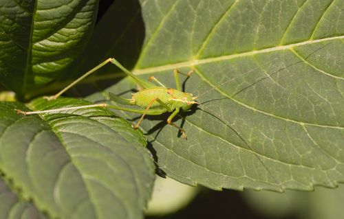 Free Detailed close-up of a vibrant green grasshopper resting on a large leaf on a sunny day. Stock Photo