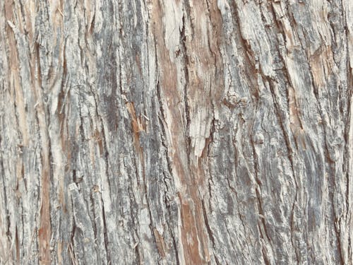 A Close-Up Shot of a Tree Bark