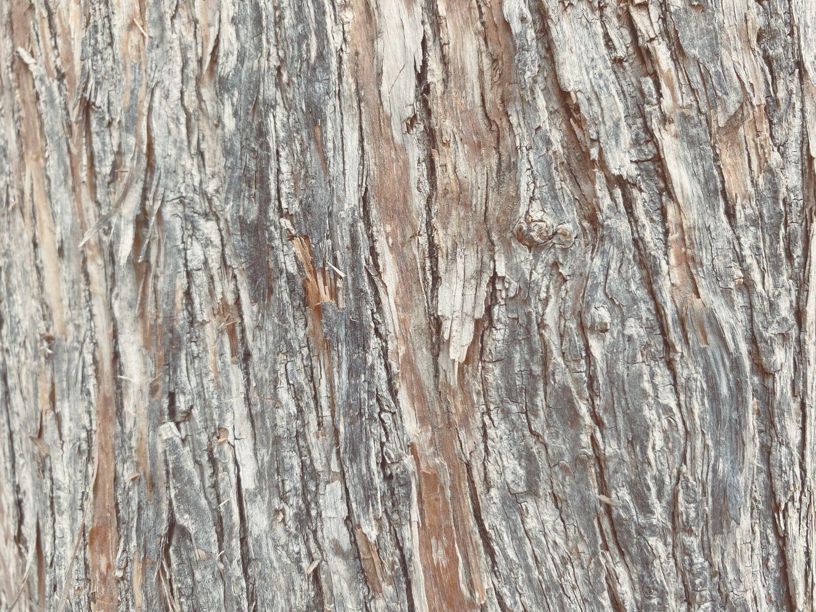 Detailed close-up image of textured tree bark showcasing natural wood patterns.