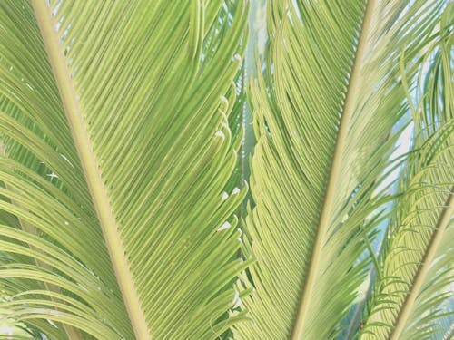 Green Leaves of a Palm Tree