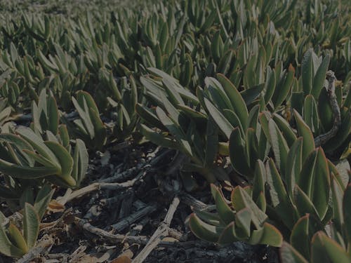 Foto profissional grátis de conhecimento, ecológico, natureza