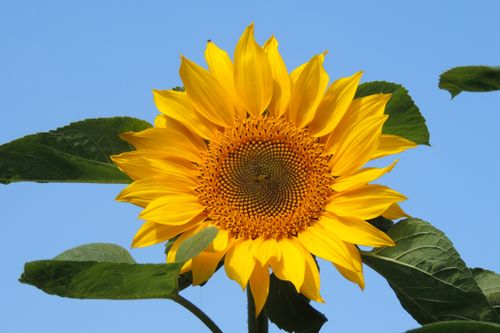 Free A bright sunflower in full bloom with blue sky background, showcasing natural beauty. Stock Photo