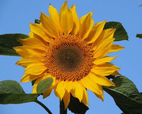 Sunflower and Leaves in Close-up Photography
