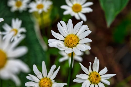 Free A Close-Up Shot of Daisy Flowers Stock Photo