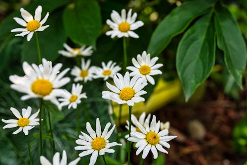 A Close-Up Shot of Daisies