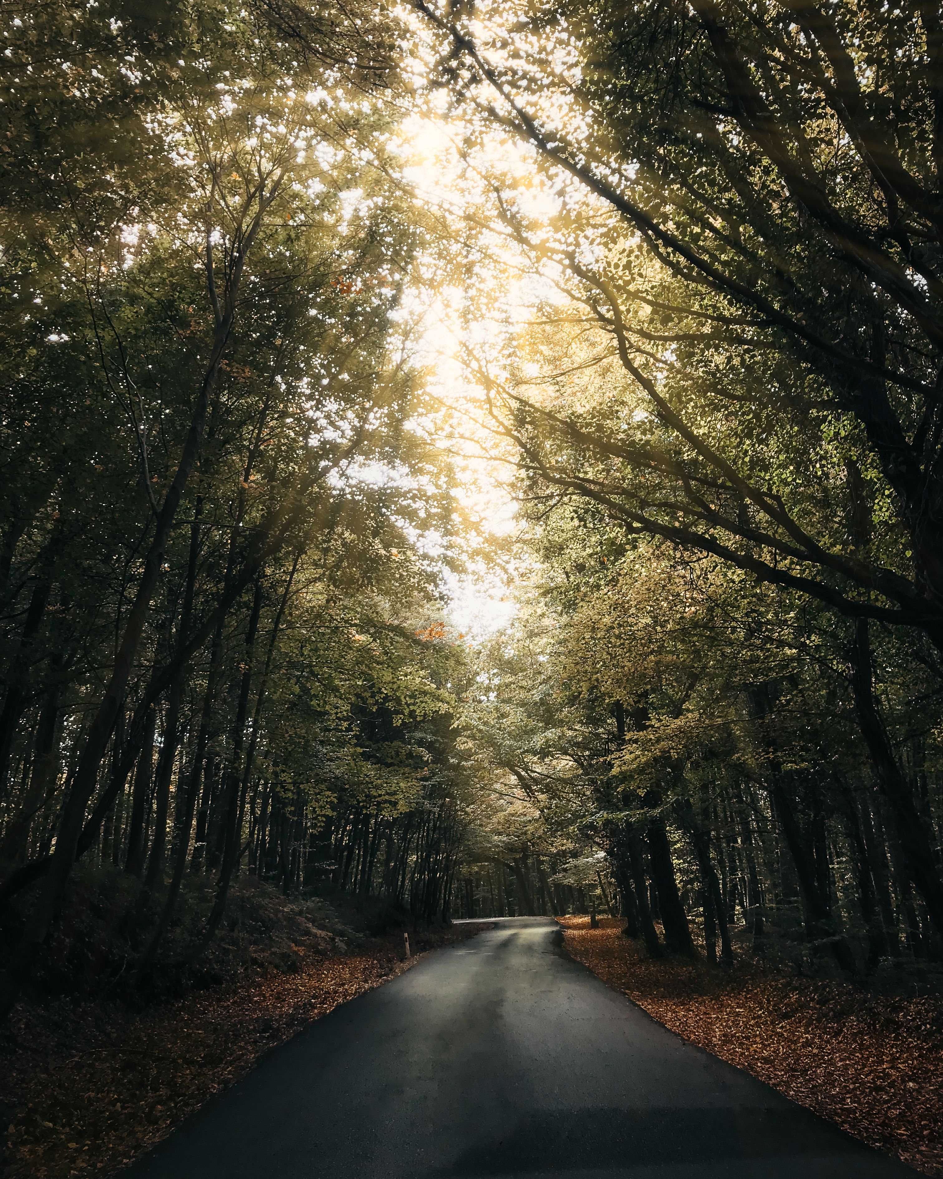 Asphalt Road between Green Trees in the Forest · Free Stock Photo