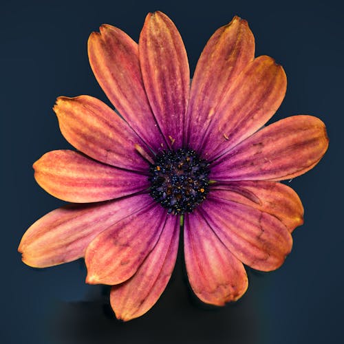 Gratis lagerfoto af blomst, cape marguerite, flora Lagerfoto