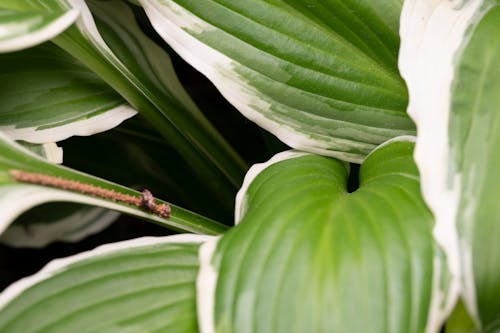 Green Leaf Plant in Close Up Photography