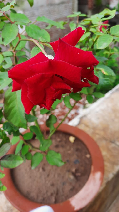 Beautiful Red Rose Flower with Green Leaves