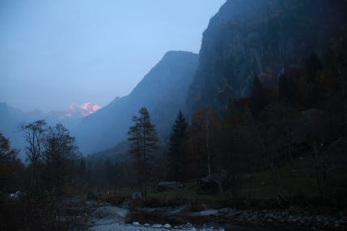 Foto d'estoc gratuïta de amb boira, arbres, bosc