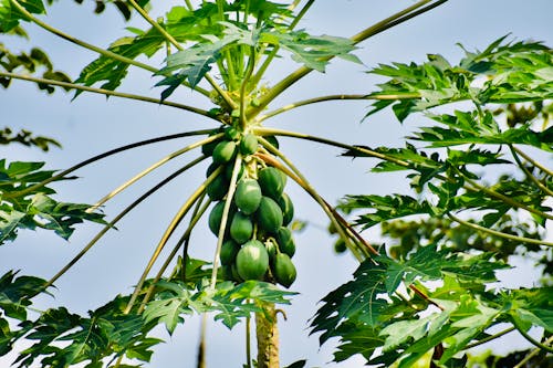 Fotos de stock gratuitas de árbol, Fruta, inmaduro