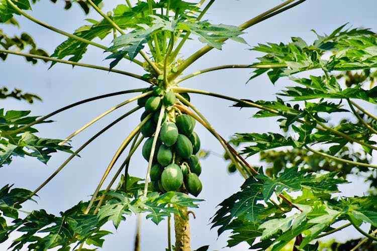 Green Fruit On Tree