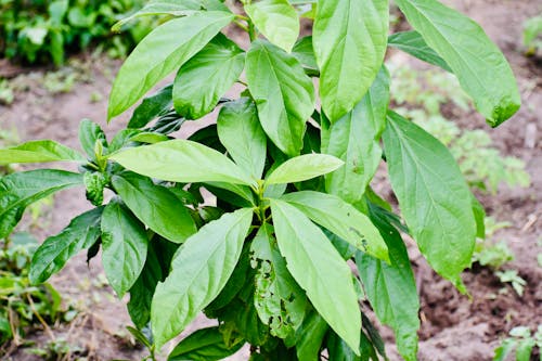 Close-Up Shot of Green Leaves