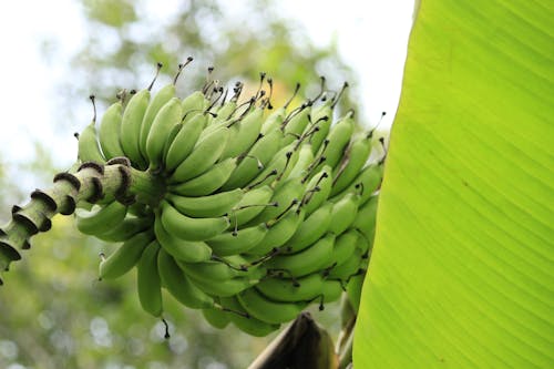 Kostnadsfri bild av banan, grön, närbild